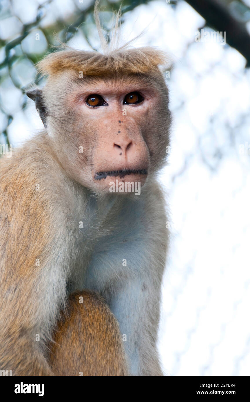 Porträt von wilden intelligente Affe mit clever und ruhigen Blick. Es ist ein wildes Tier in der Nähe eines Tempels in Sri Lanka Stockfoto