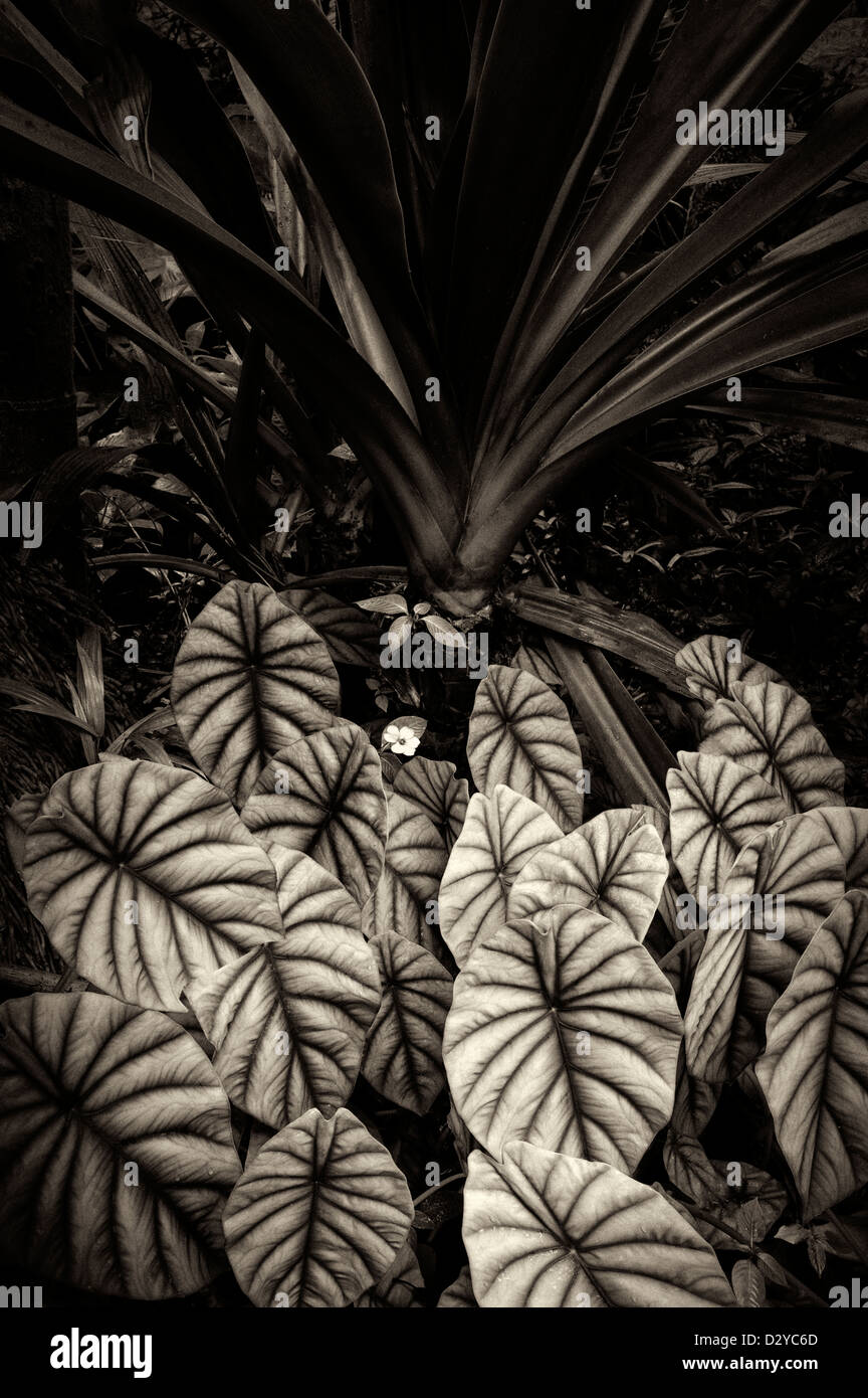 Schildkröte-Shell-Anlage. Hawaii Tropical Botanical Gardens. Hawaii, Big Island. Stockfoto