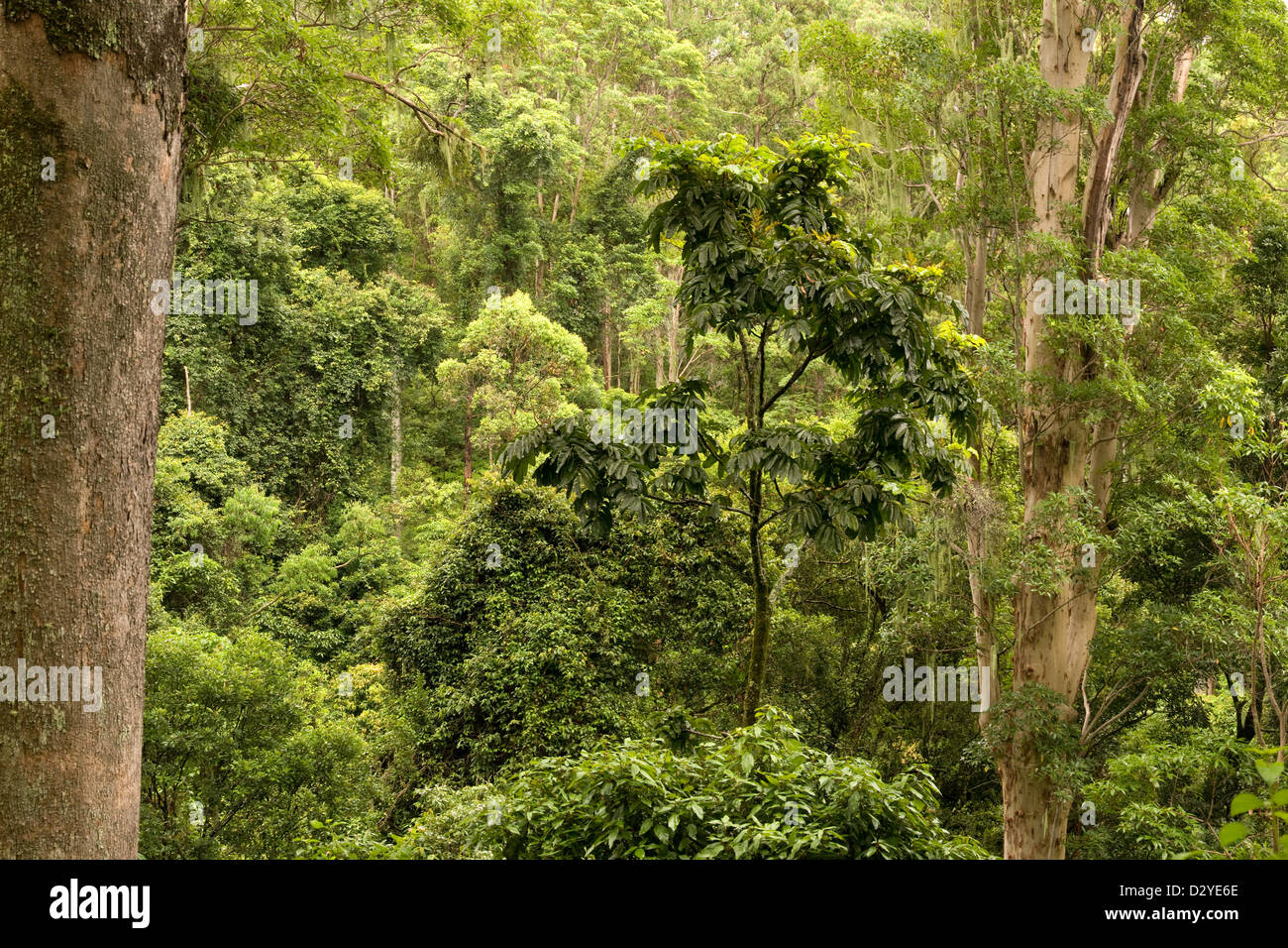 Border Ranges National Park Stockfoto