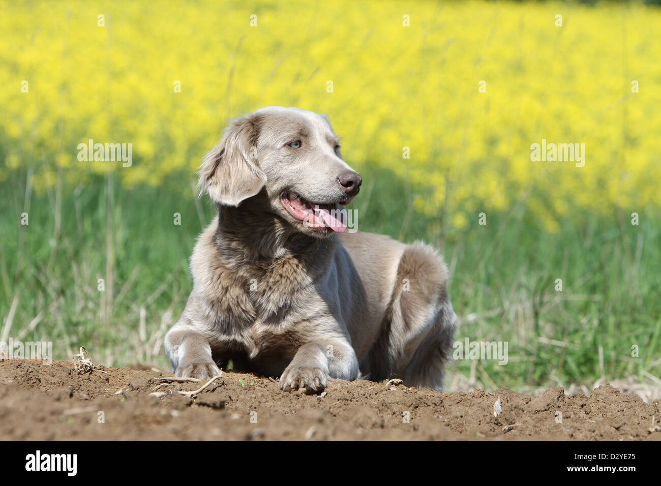 Hund Weimaraner Langhaar / Erwachsene liegen in einem Feld Stockfoto