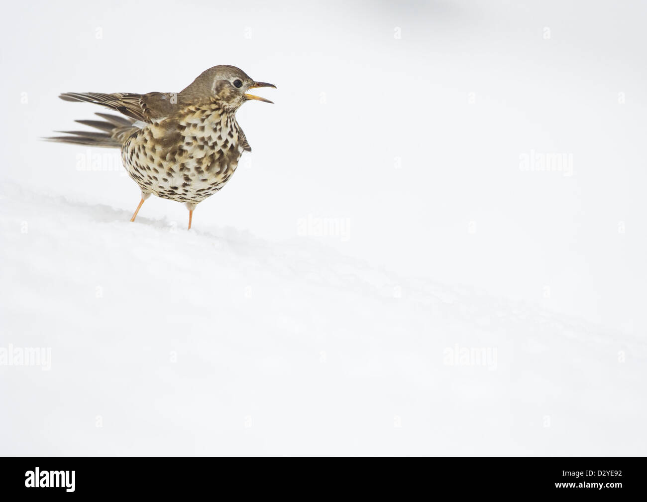 Misteldrossel Soor Turdus Viscvorus Warnung aus anderen Vögel hungrig nach Essen unter winterlichen Bedingungen. County Durham, Großbritannien. Stockfoto