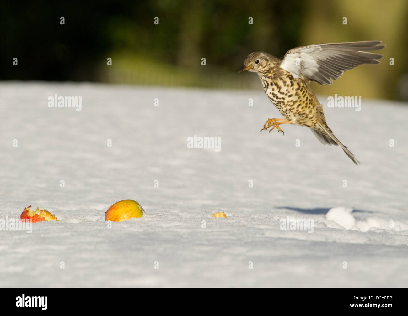 Misteldrossel Soor Turdus Viscivorus fliegen nach Land in der Nähe von Windfall Äpfel auf Schnee bedeckten Boden. County Durham, Großbritannien. Stockfoto