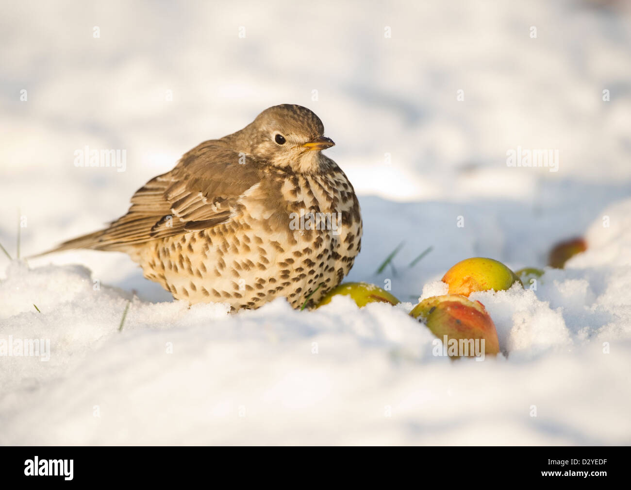 Misteldrossel Soor Turdus Viscivorus sitzen im Schnee mit unerwarteten Äpfel. County Durham, Großbritannien. Stockfoto