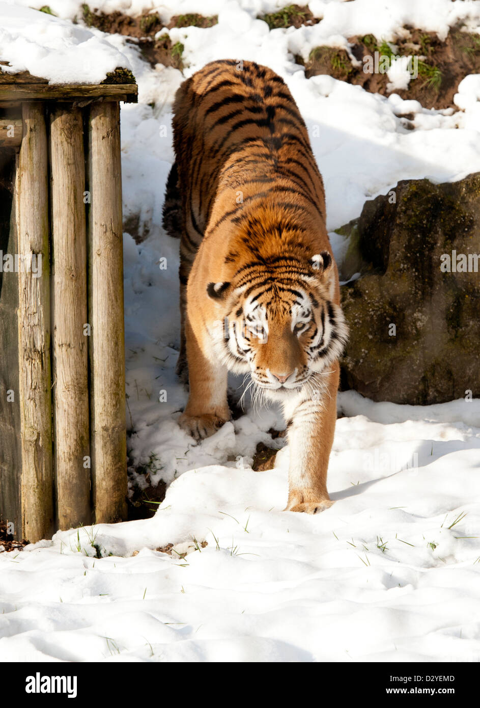 Weibliche Amur-Tiger, Wandern im Schnee Stockfoto