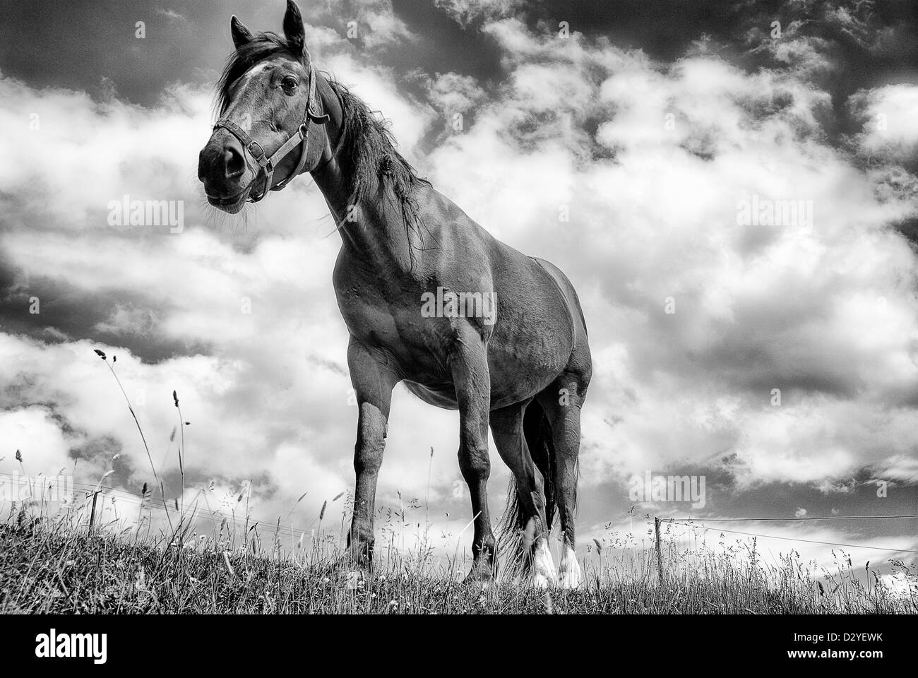 Schönes Pferd in Irland-Dingle-Halbinsel mit blauem Himmel und weißen Wolken in schwarz / weiß Stockfoto