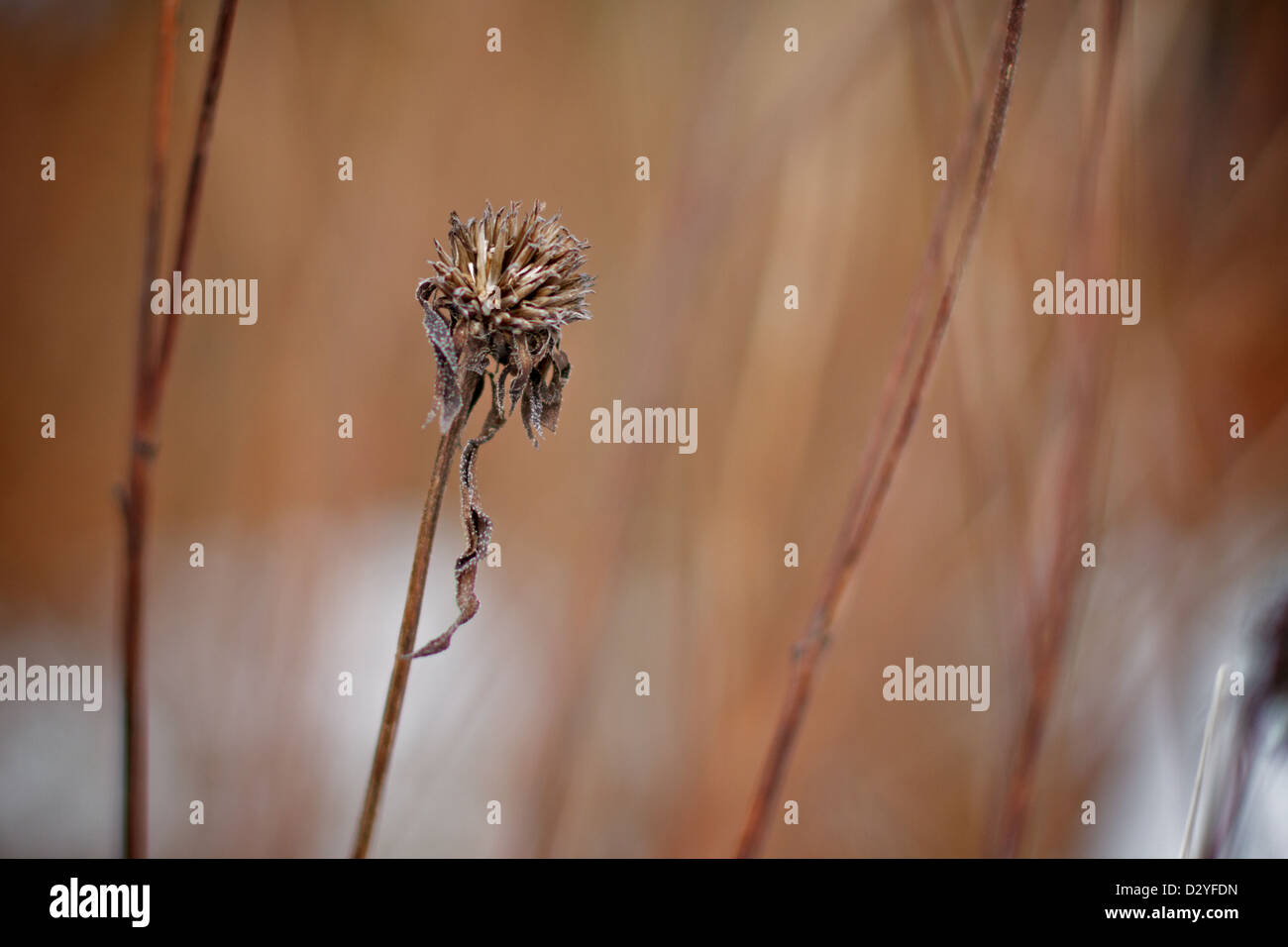 Teil einer Reihe von Aufnahmen mit Winter Flora am Ness Gärten, Wirral, Merseyside, England, UK Stockfoto