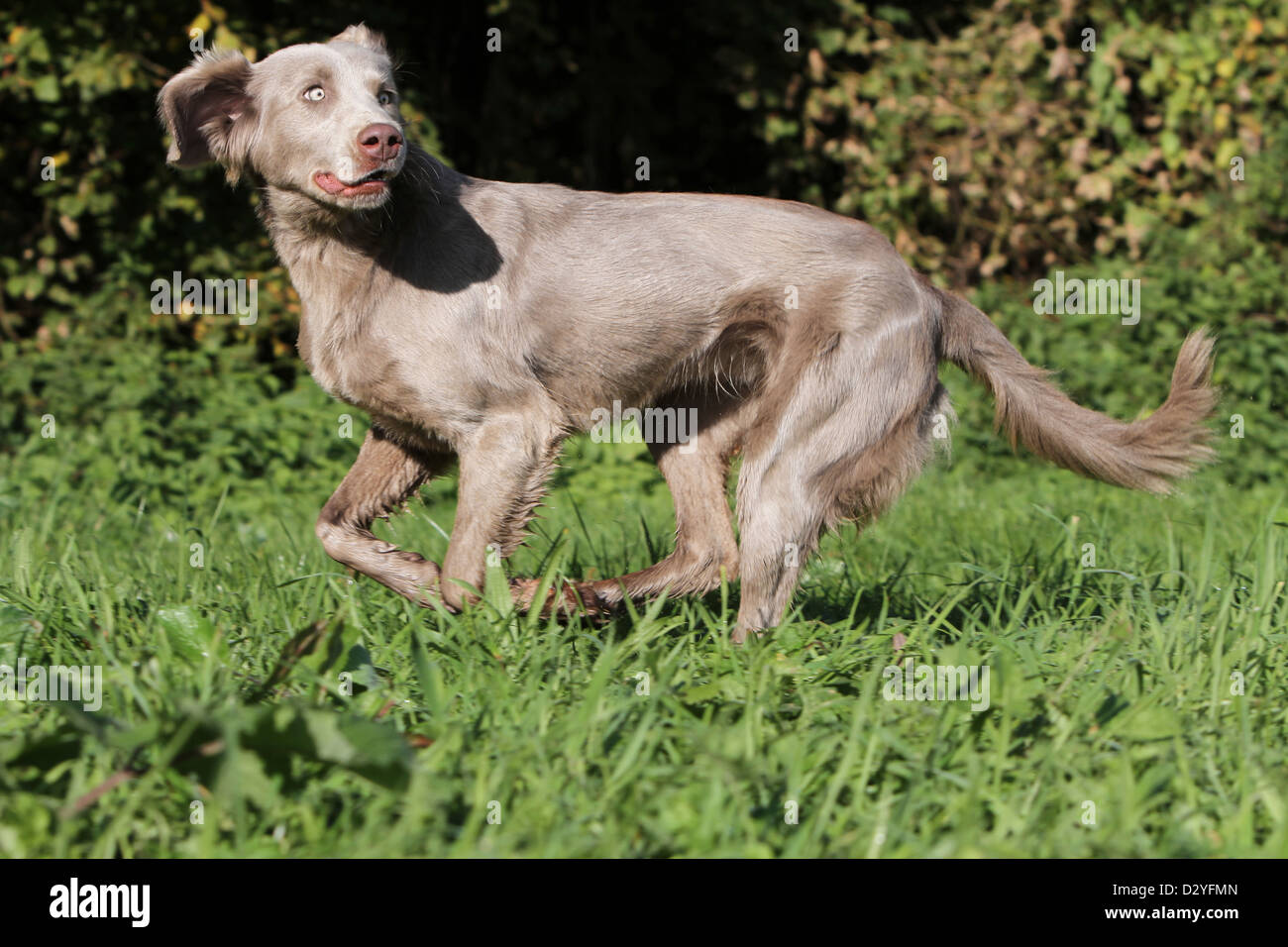 Hund Weimaraner Langhaar / Erwachsene laufen auf einer Wiese Stockfoto