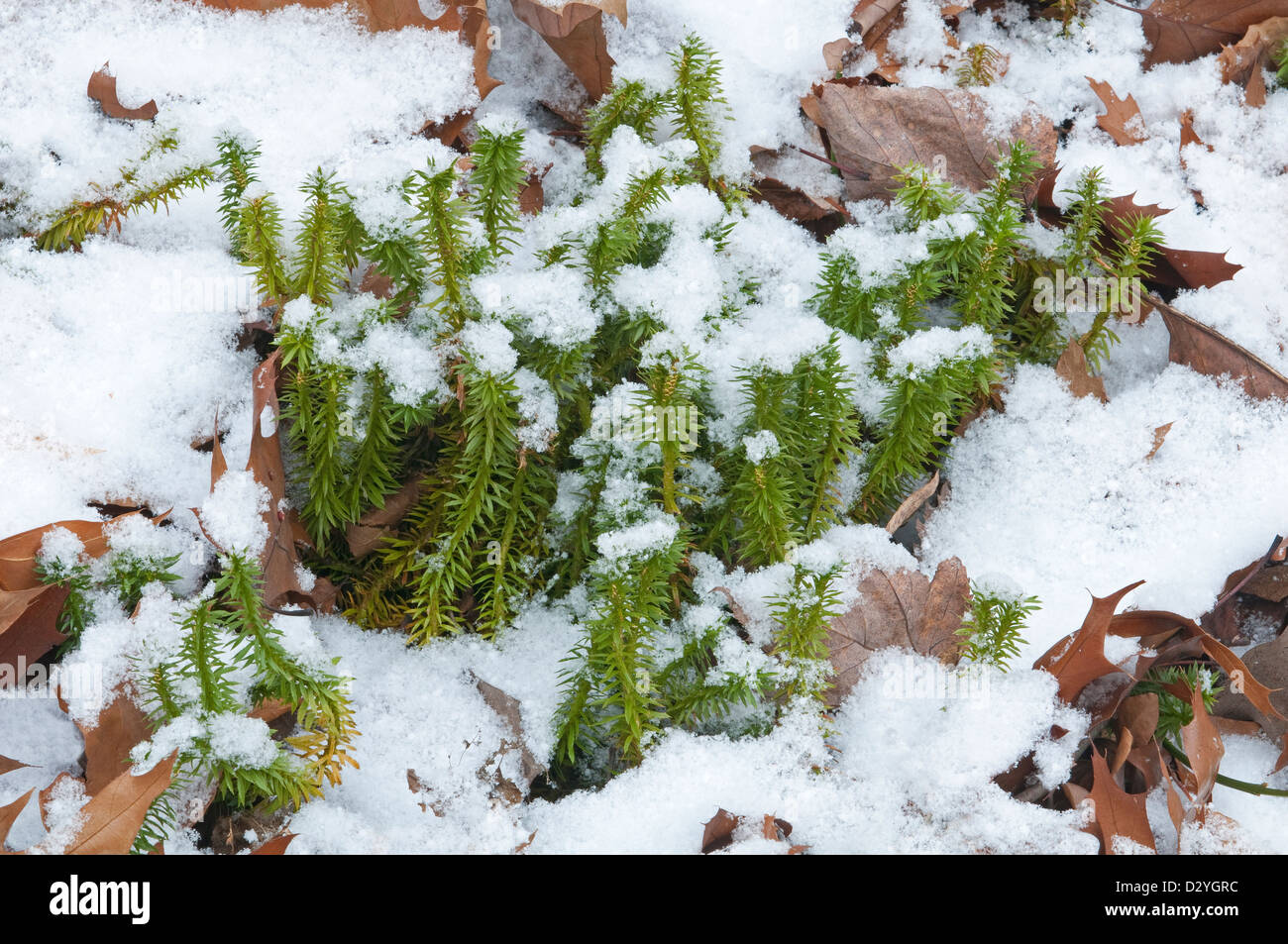 Leuchtendes Clubmoos (Huperzia lucidula), wächst auf Waldboden, Winter, E USA, von Skip Moody/Dembinsky Photo Assoc Stockfoto