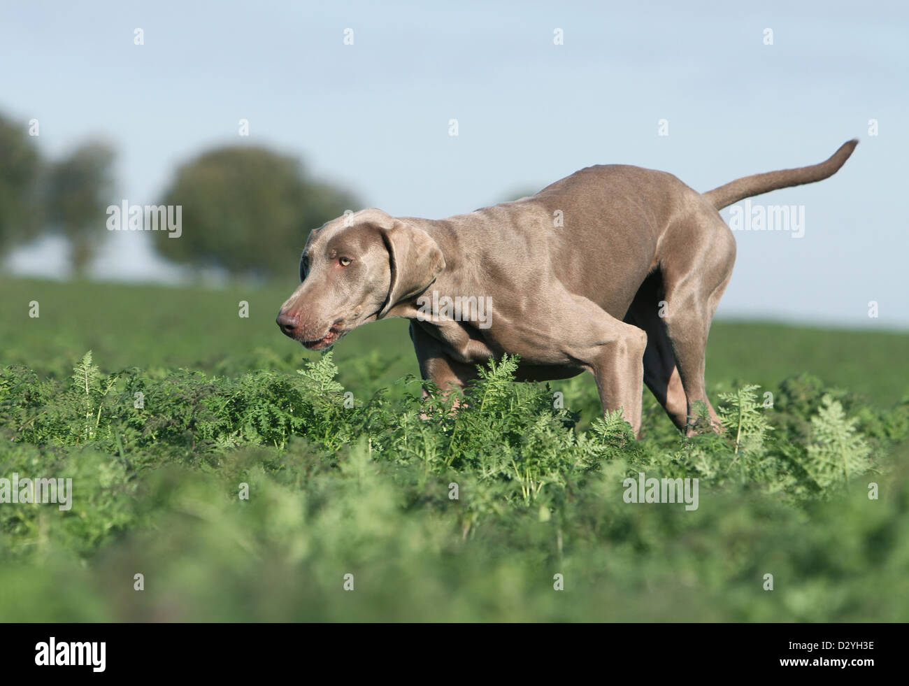 Weimaraner Kurzhaar Hund / Erwachsene in einem Feld Stockfoto