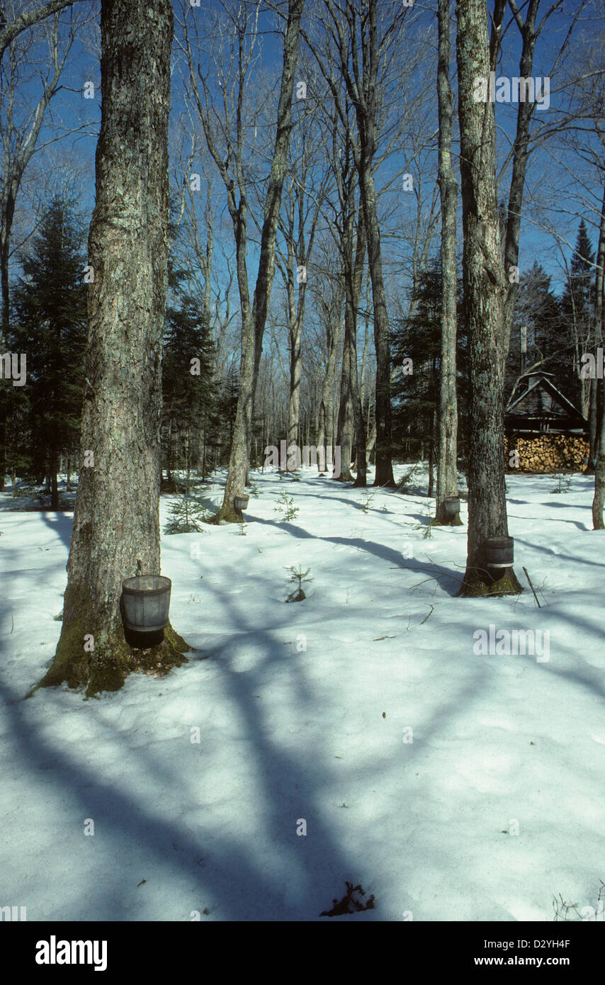 Ahornzucker Busch mit traditionellen hölzernen Eimer, Sawyerville, Quebec, Kanada Stockfoto