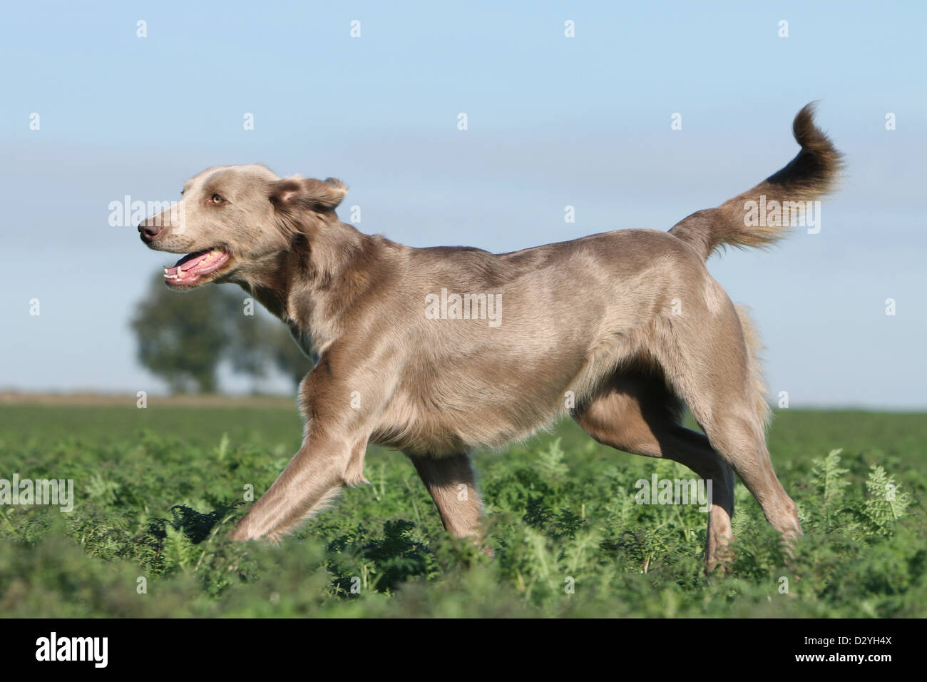 Hund Weimaraner Langhaar / Erwachsene in einem Feld Stockfoto