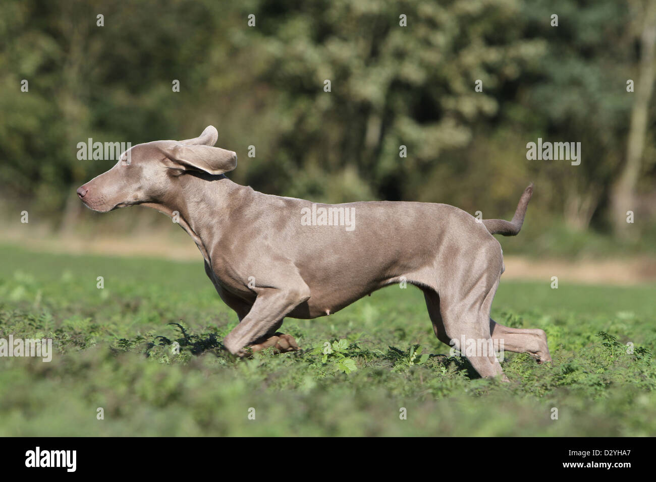 Weimaraner Kurzhaar Hund / Erwachsene in einem Feld Stockfoto