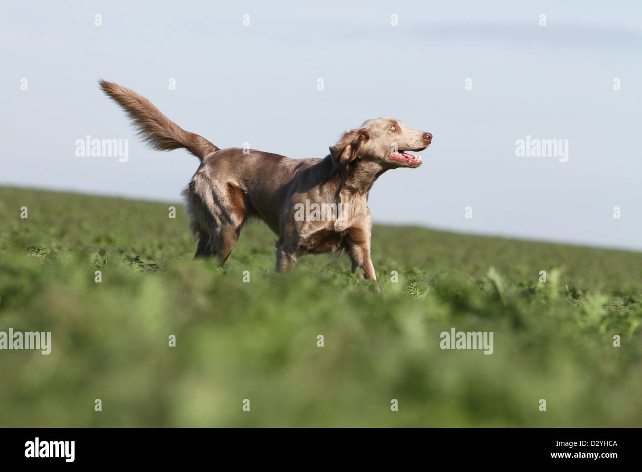 Hund Weimaraner Langhaar / Erwachsene in einem Feld Stockfoto