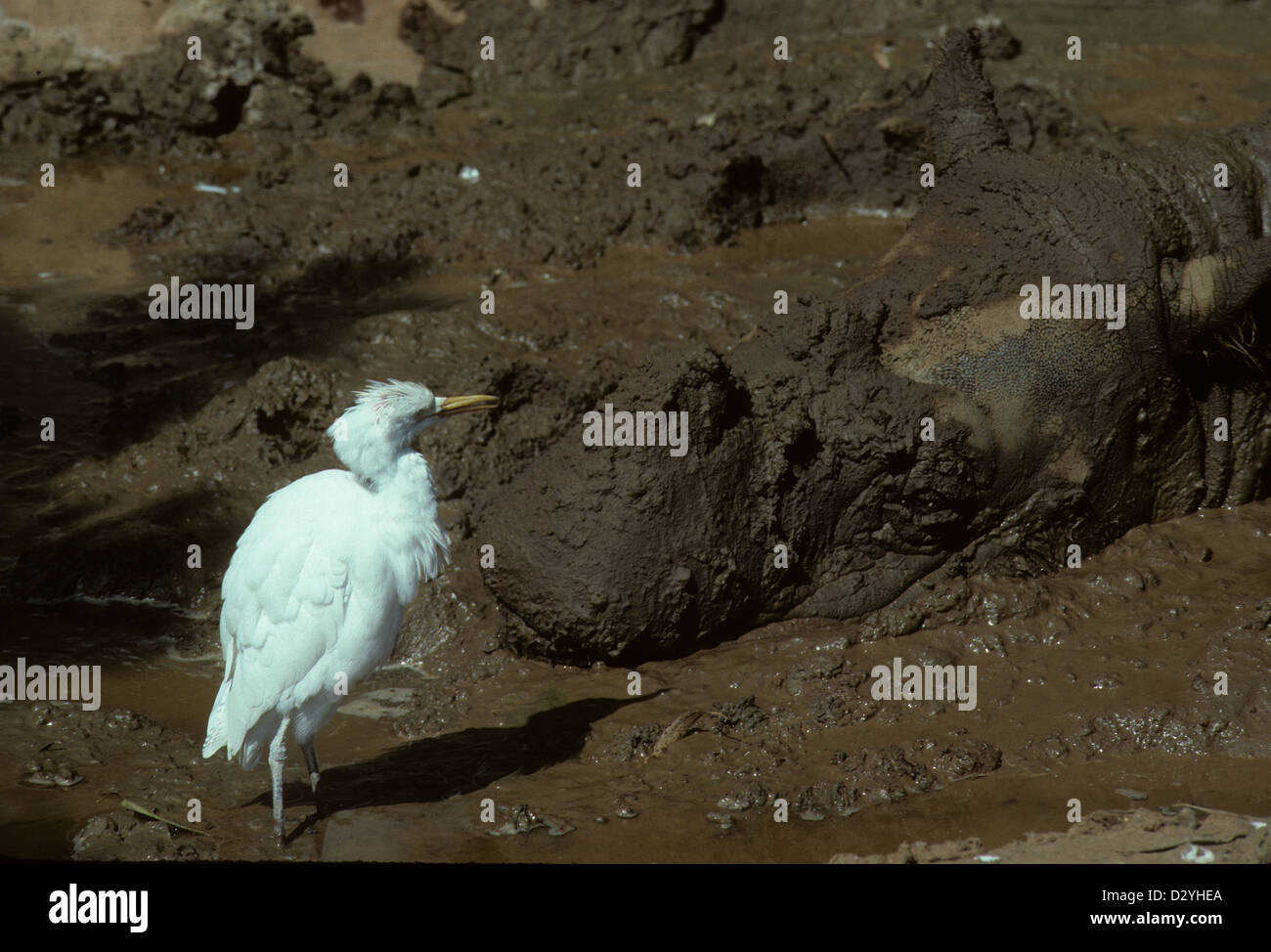 Silberreiher Pflege Nilpferd, San Diego Zoo, kann Diego, Kalifornien, USA Stockfoto
