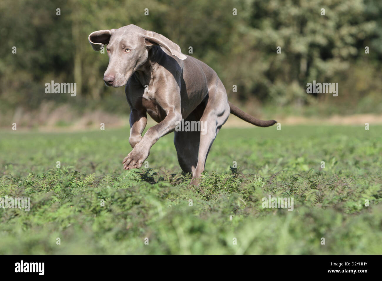 Weimaraner Kurzhaar Hund / Erwachsene in einem Feld Stockfoto