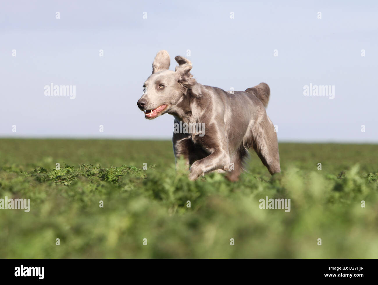 Hund Weimaraner Langhaar / Erwachsene in einem Feld Stockfoto