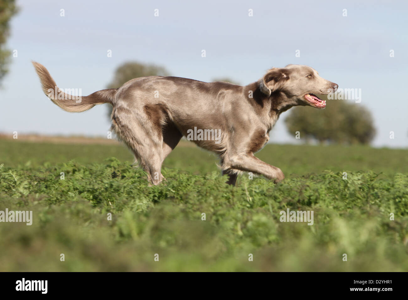 Hund Weimaraner Langhaar / Erwachsene in einem Feld Stockfoto