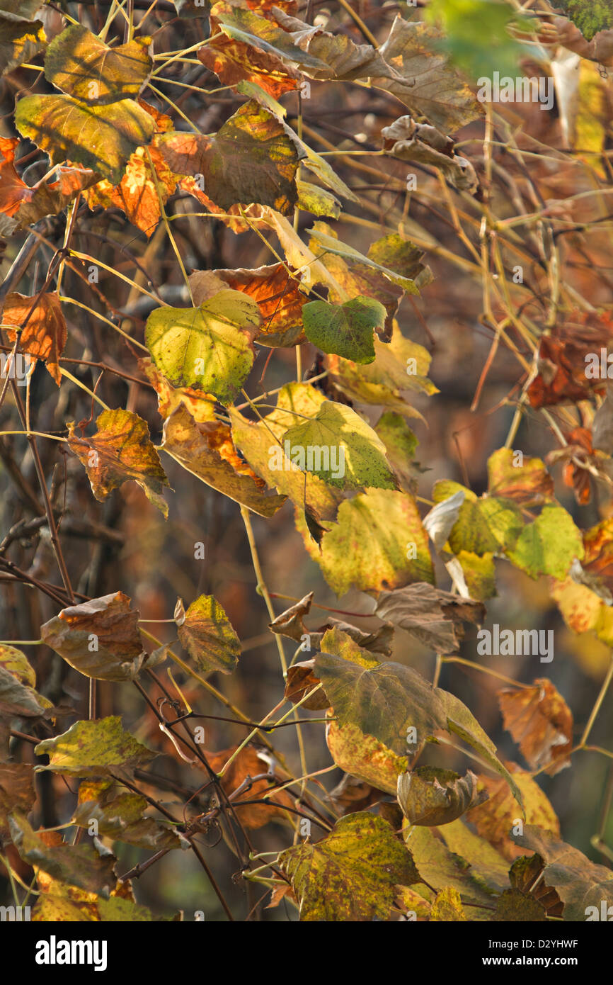 Wein Traubenblätter Stockfoto