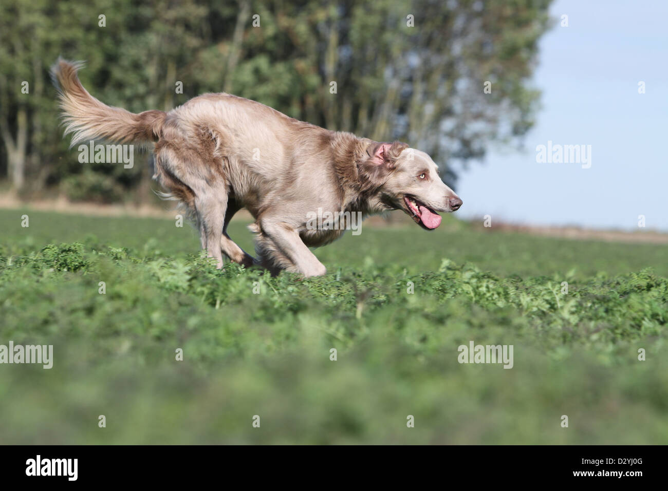 Hund Weimaraner Langhaar / Erwachsene in einem Feld Stockfoto