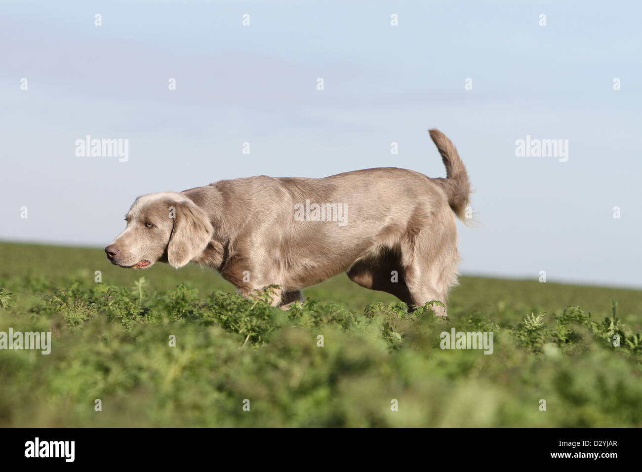 Hund Weimaraner Langhaar / Erwachsene zeigt in einem Feld Stockfoto