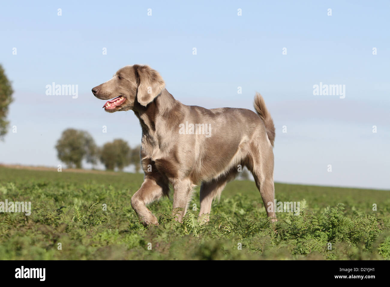 Hund Weimaraner Langhaar / Erwachsene stehen in einem Feld Stockfoto