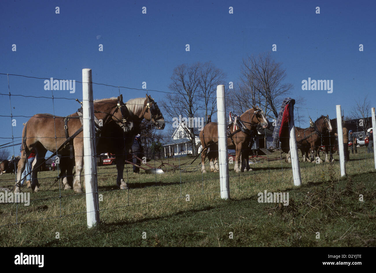 Arbeiten von Pferden beim Pflügen Spiel, Eaton, Quebec, Kanada Stockfoto
