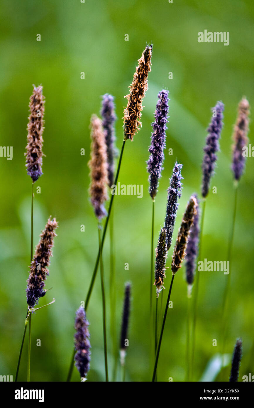 Wiesen-Fuchsschwanz (Alopecurus Pratensis) Stockfoto