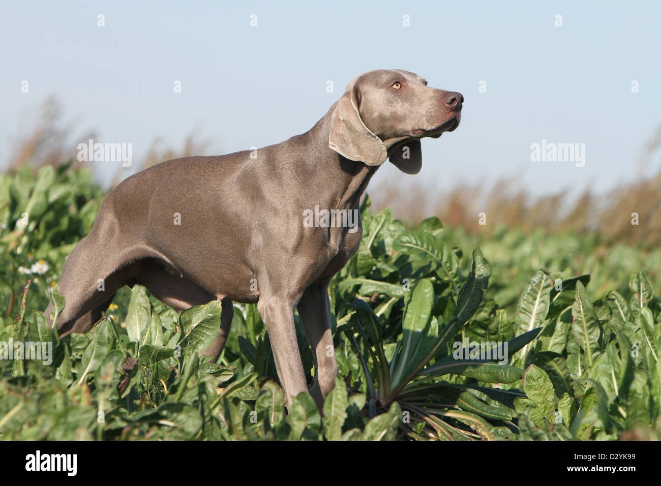 Weimaraner Kurzhaar Hund / Erwachsenen stehen in einem Feld Stockfoto