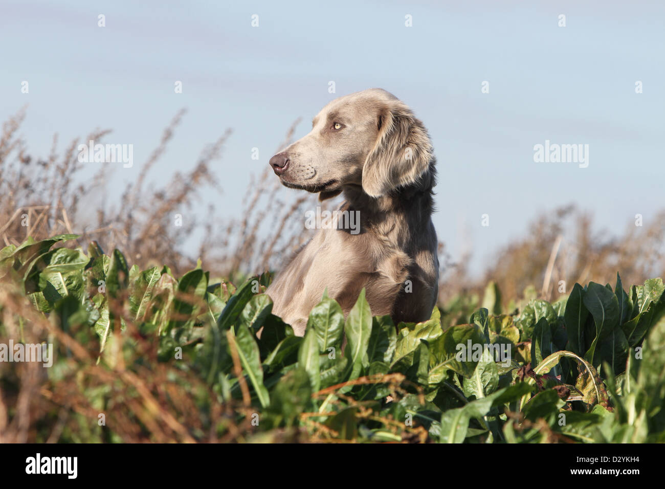 Hund Weimaraner Langhaar / Erwachsene sitzen in einem Feld Stockfoto