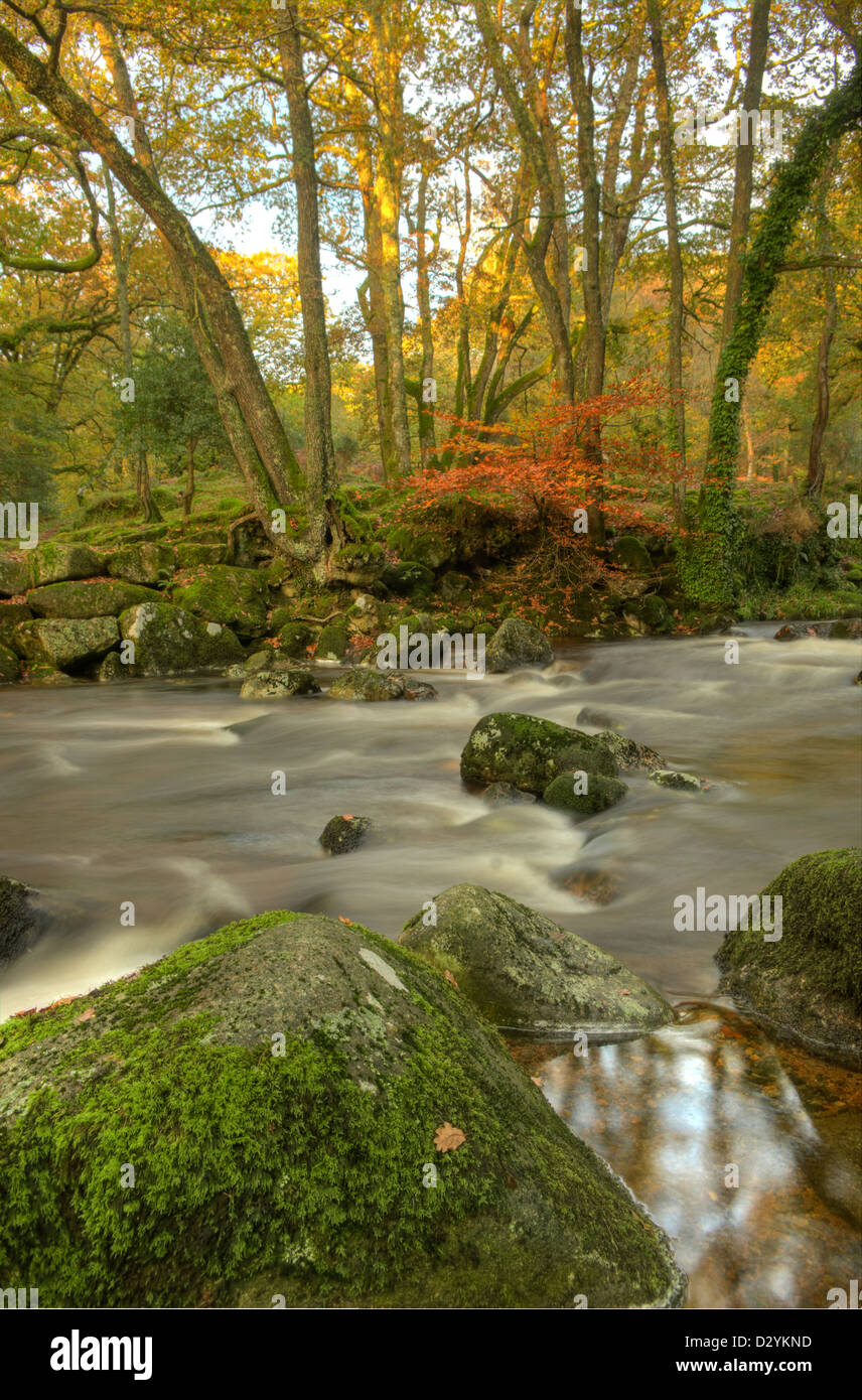 Herbstfarben auf dem Fluß Plym in Dewerstone Woods in Dartmoor Stockfoto