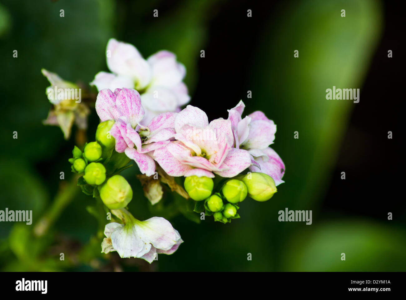 Schöne hellrosa Blütenstand im Botanischen Garten. Stockfoto