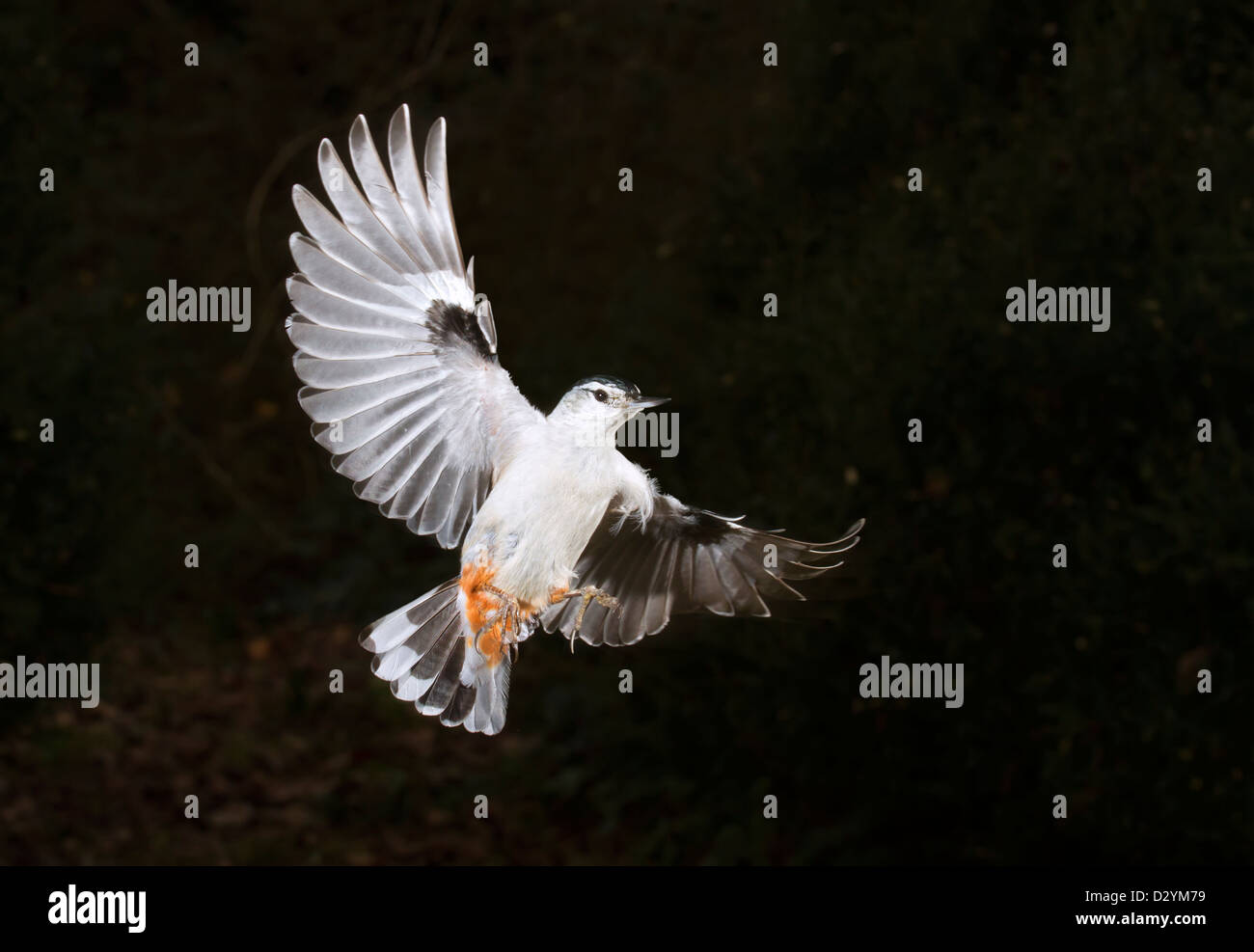 Weißer-breasted Kleiber (Sitta Carolinensis) fliegen (Georgia, USA). Stockfoto