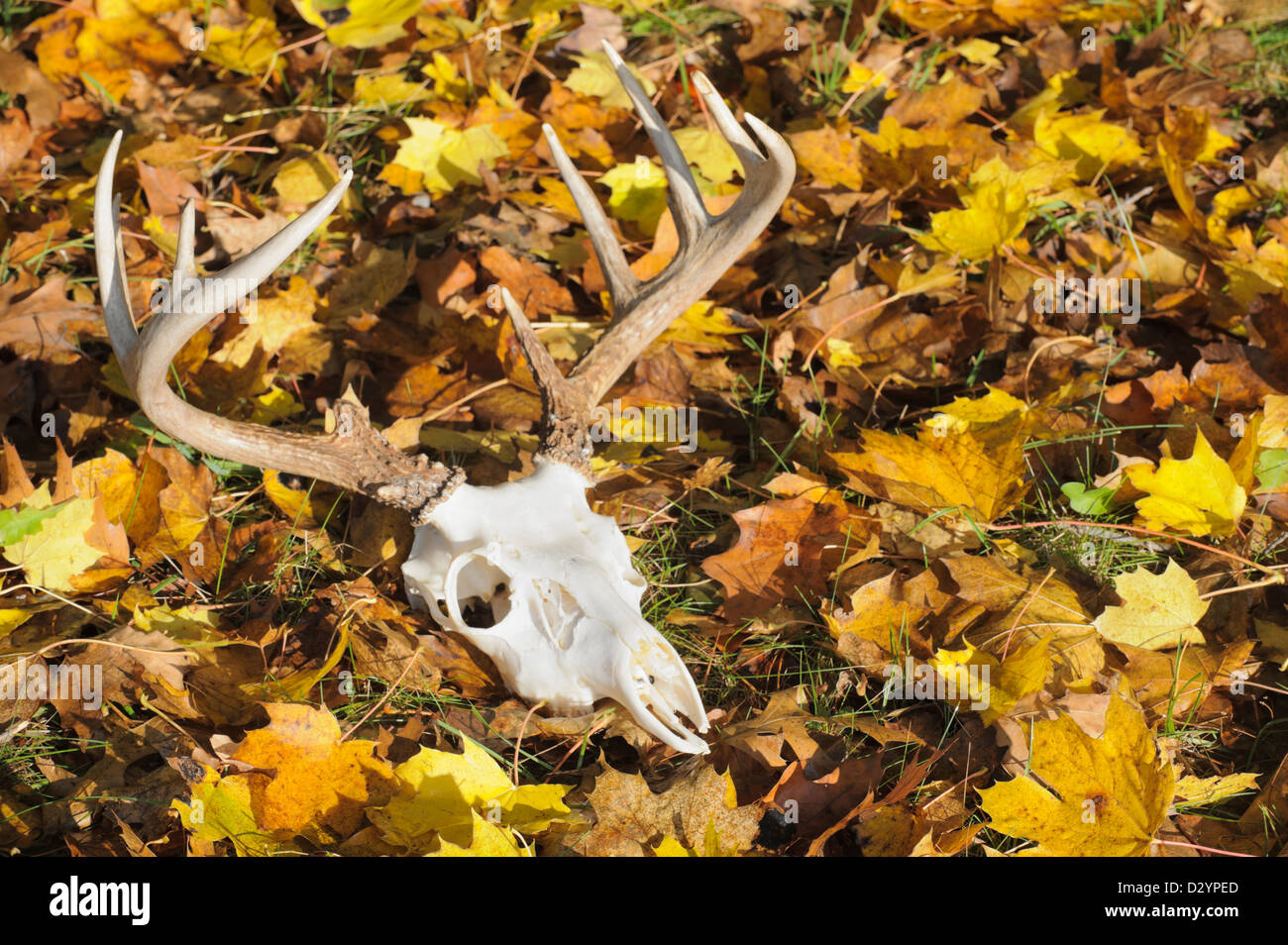 Hirsch Schädel mit Geweih Verlegung im gelben Herbst aufgegeben Blätter im Sonnenlicht, eine zwölf Punkt Bock Rack. Stockfoto