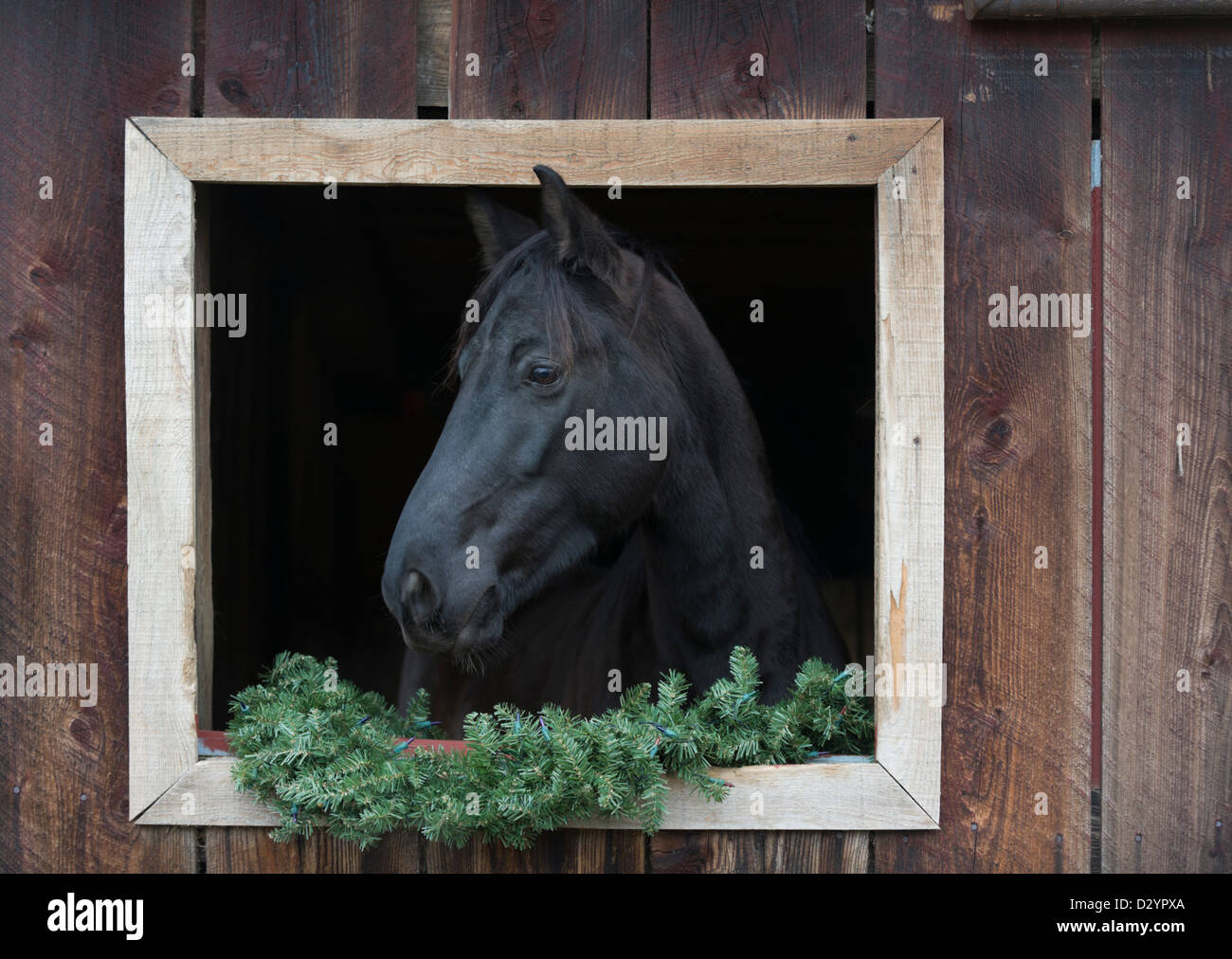 Pferd mit Kopf, rustikale Scheune Fenster und Kiefer Girlande unten schwarz Tennesee Walker reinrassige Tiere. Stockfoto