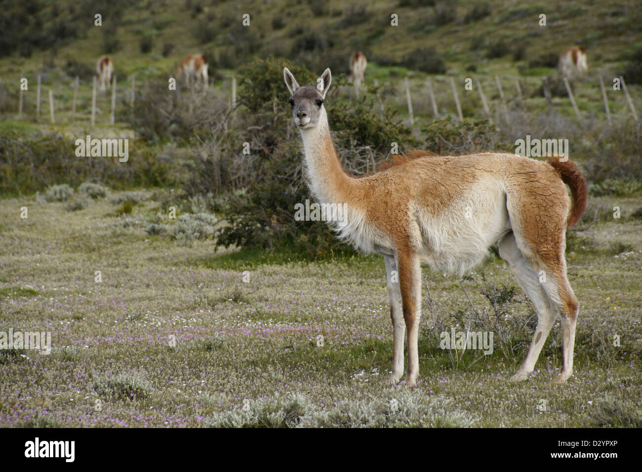 Guanakos in Torres del Paine Nationalpark, Patagonien, Chile Stockfoto