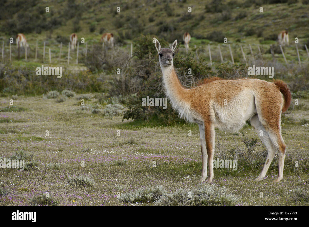 Guanakos in Torres del Paine Nationalpark, Patagonien, Chile Stockfoto