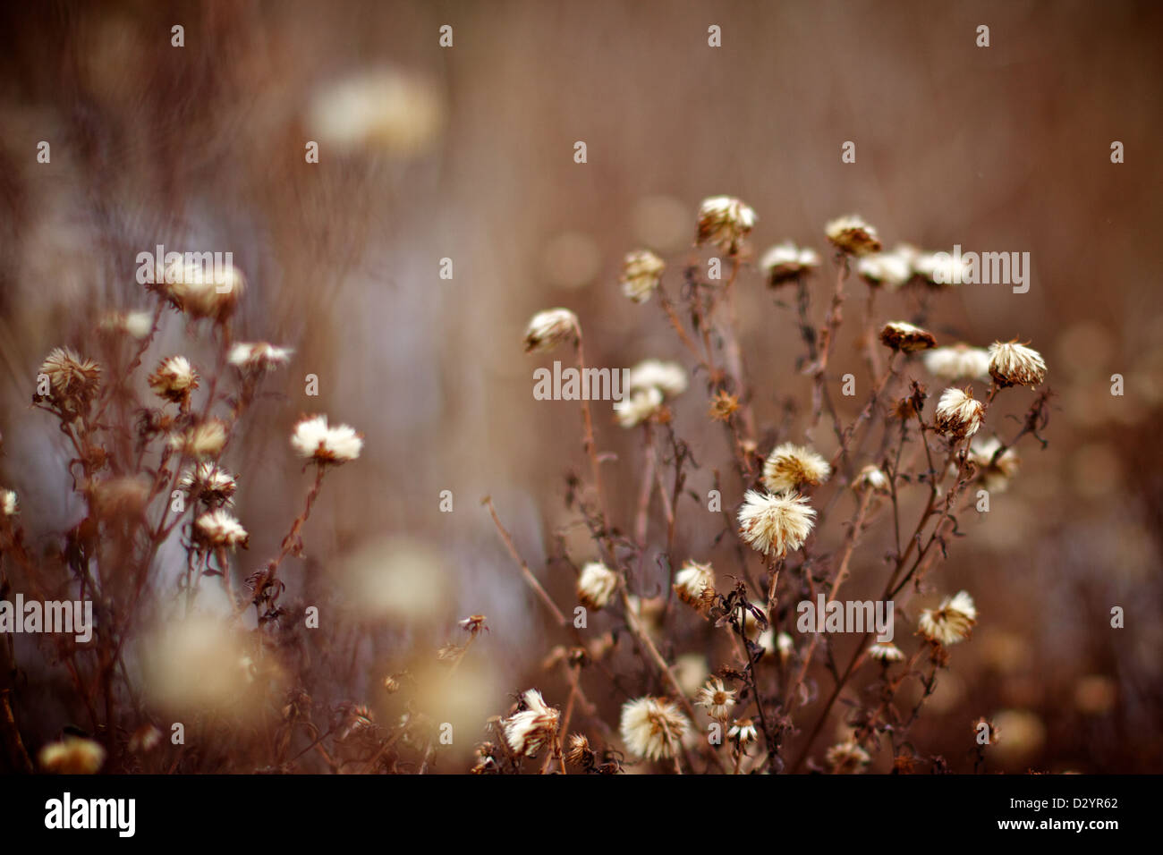 Teil einer Reihe von Aufnahmen mit Winter Flora am Ness Gärten, Wirral, Merseyside, England, UK Stockfoto
