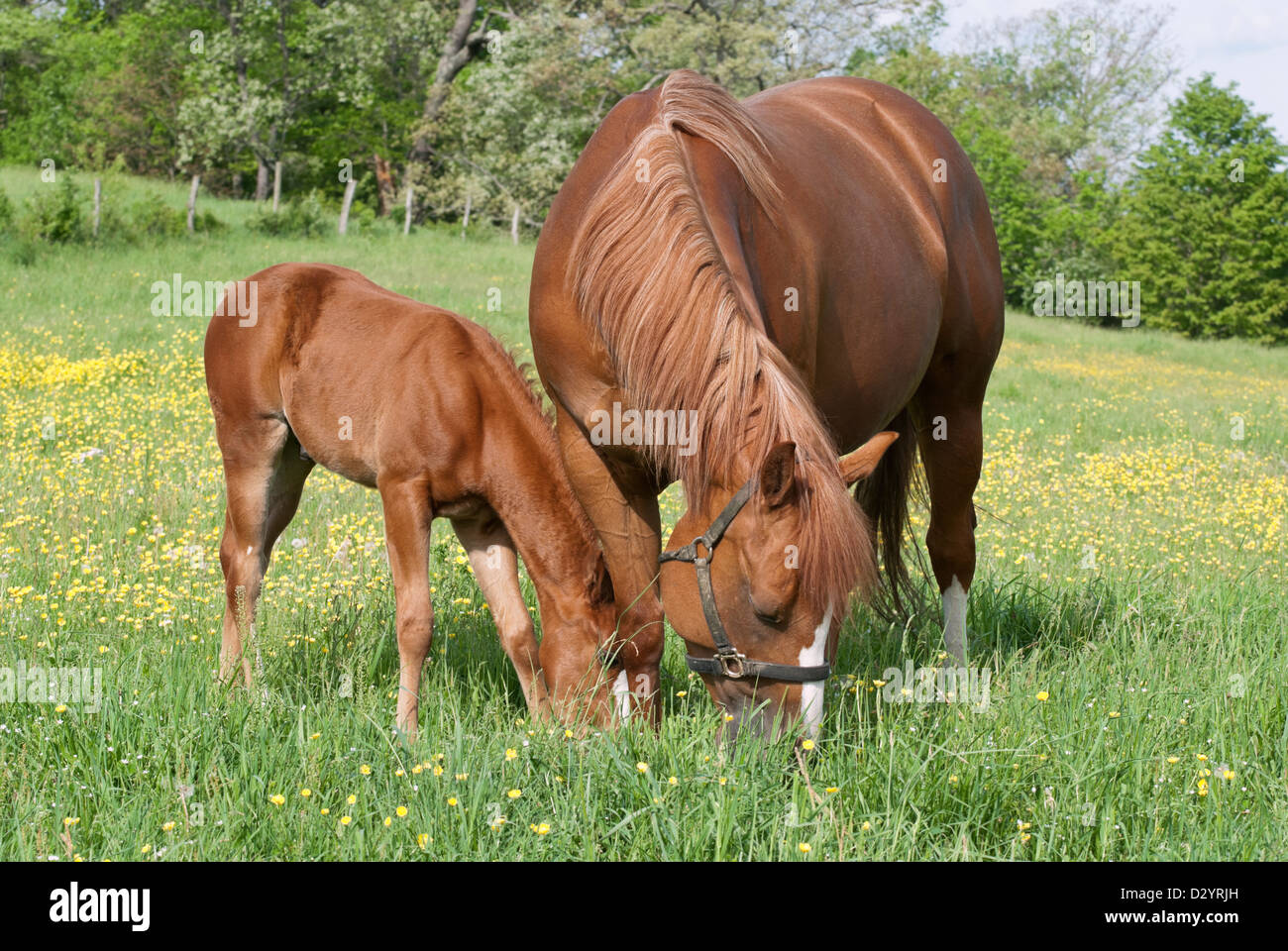 Pferde weiden im Frühjahr Butterblume Feld, Fohlen einer Stute und ihr junges Baby, reinrassige Viertelpferde. Stockfoto