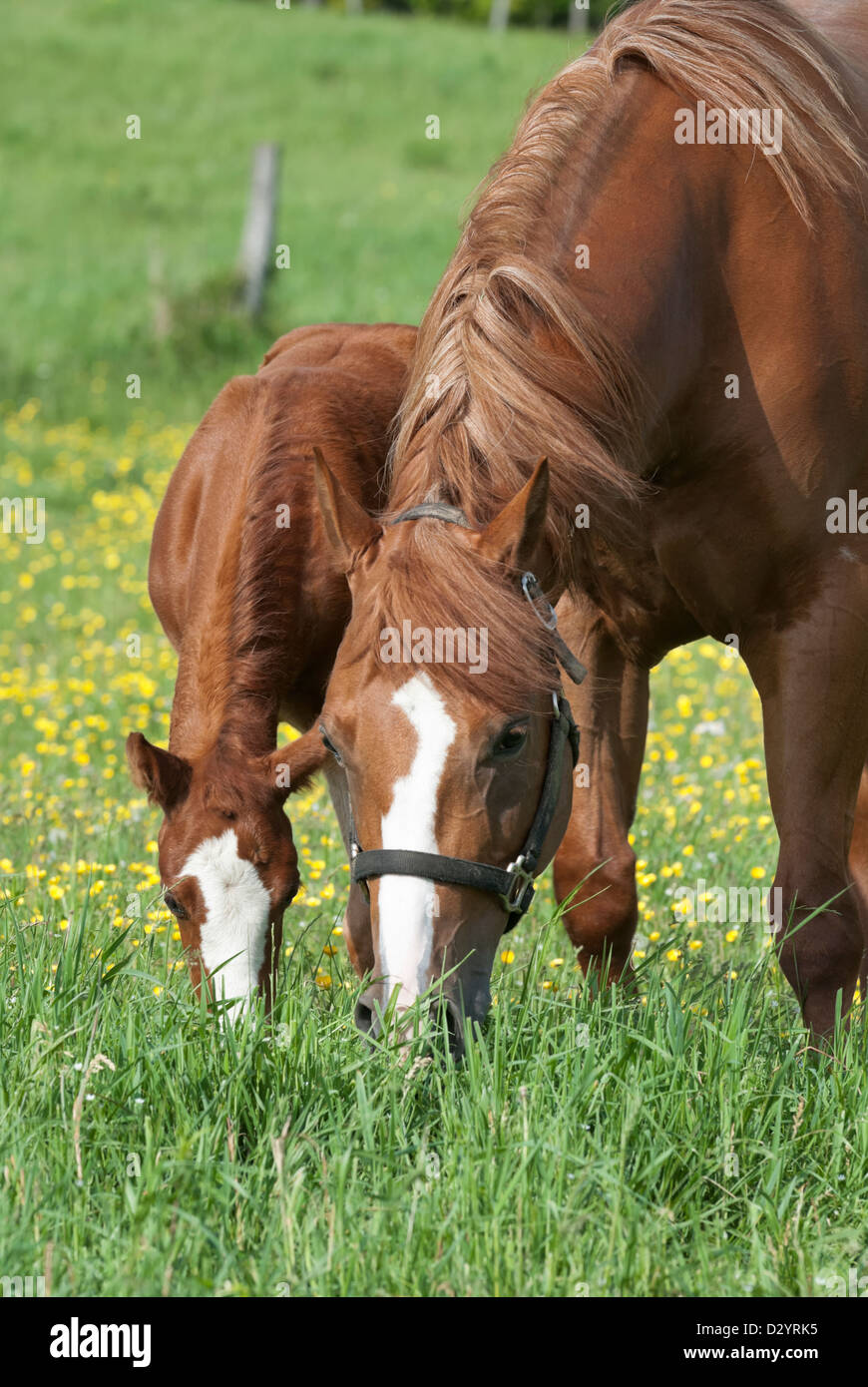 Pferde weiden im Frühjahr Butterblume Feld, eine Stute und ihr Junges Fohlen, Pferde reinrassigen Viertel. Stockfoto