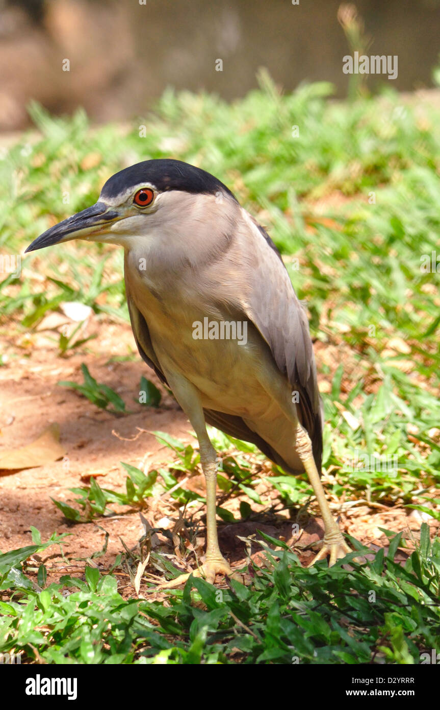 Indische Nachtreiher (Nycticorax Nycticorax) Stockfoto