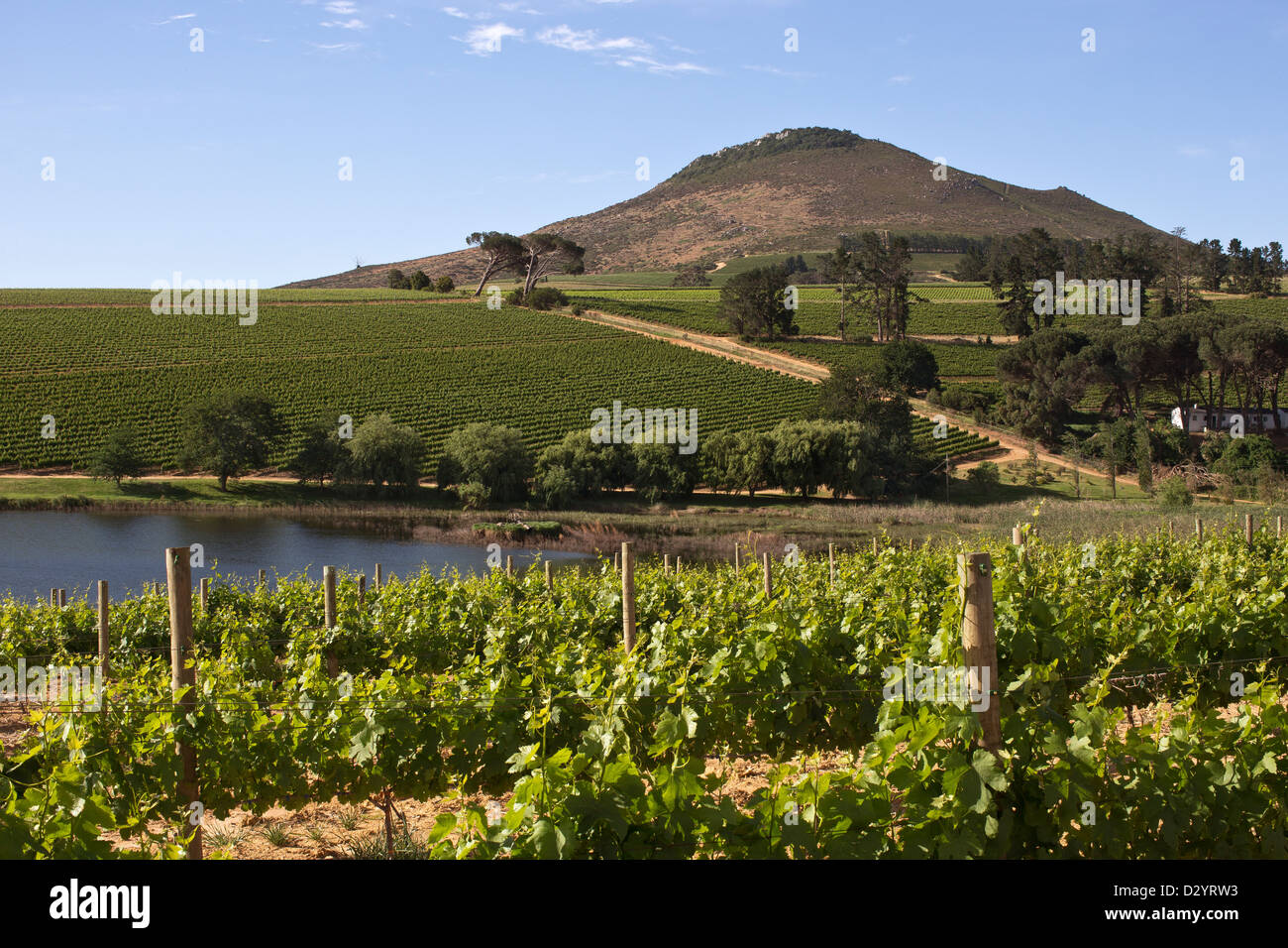 Cape Winelands Landschaft Stockfoto