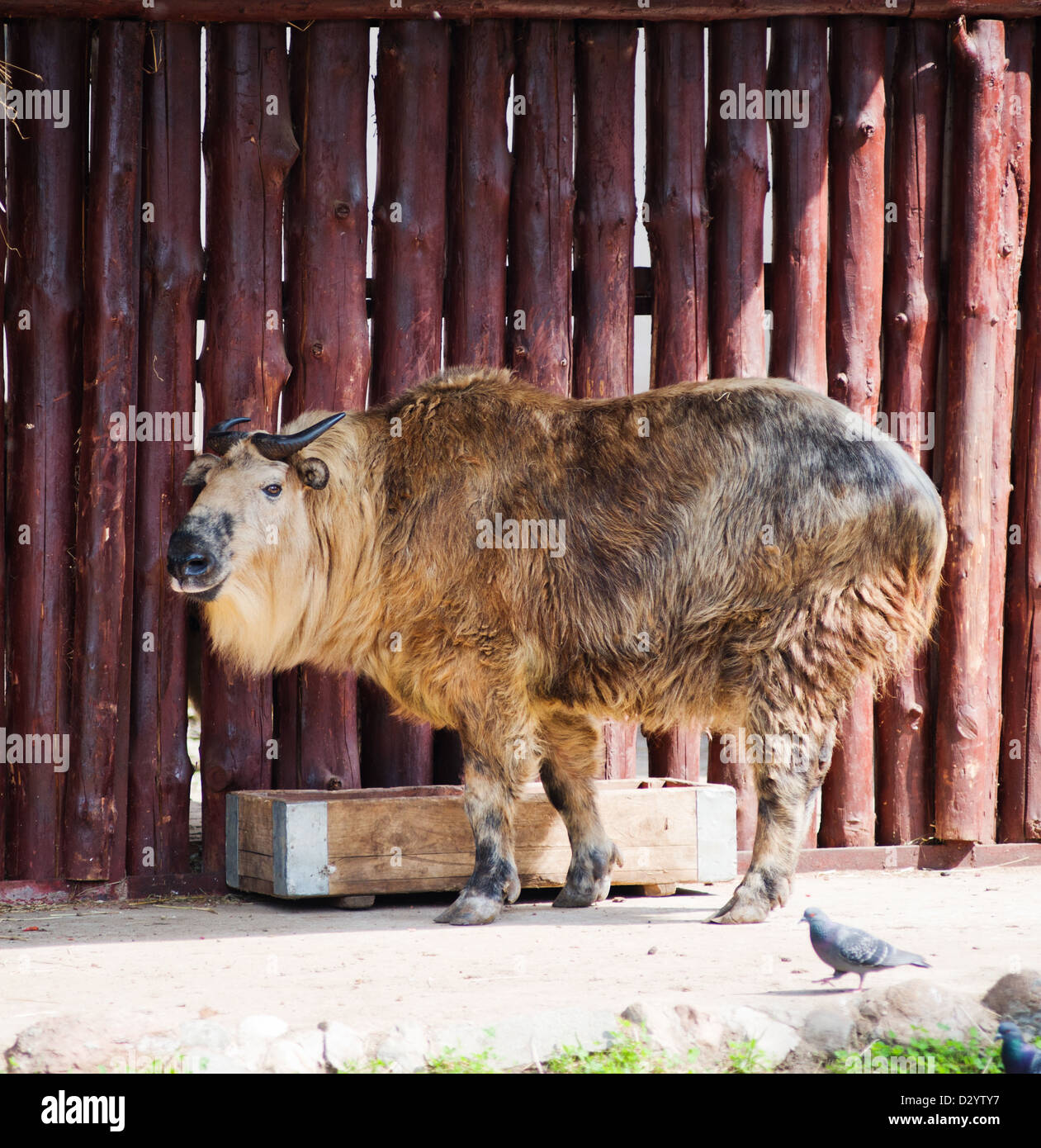 Sichuan-Takin (Budorcas Taxicolor Tibetana) oder Ziege Antilope Stockfoto