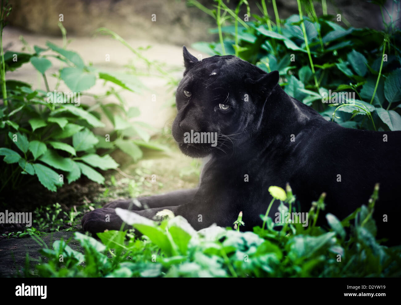 Black panther Stockfoto