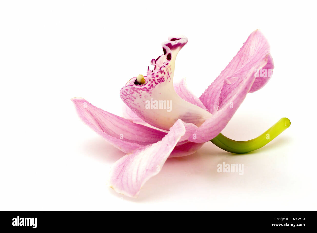 Schöne rosa Orchidee auf weißem Hintergrund Stockfoto