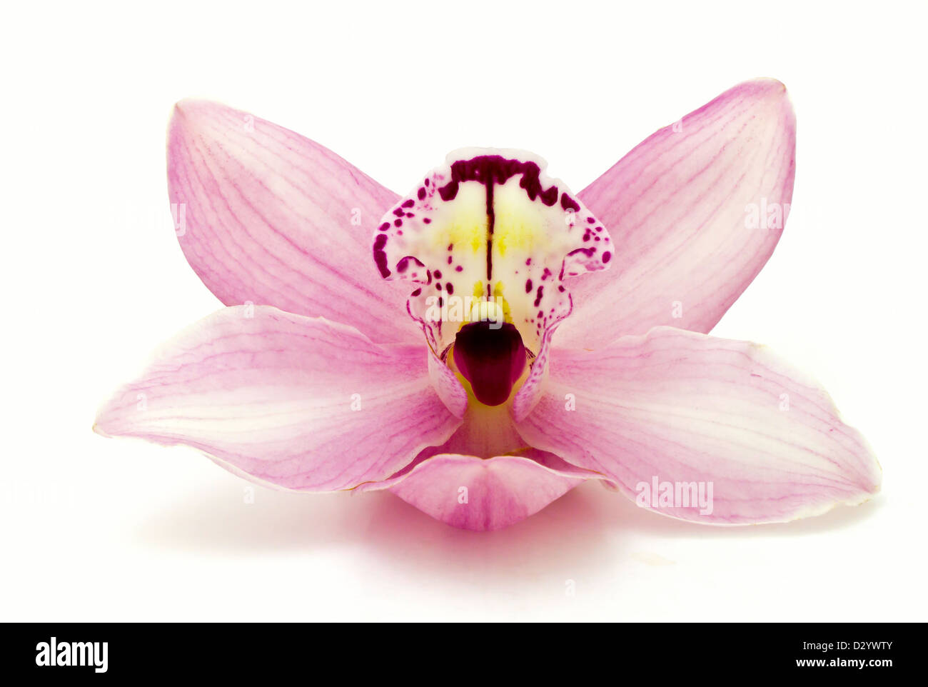 Schöne rosa Orchidee auf weißem Hintergrund Stockfoto