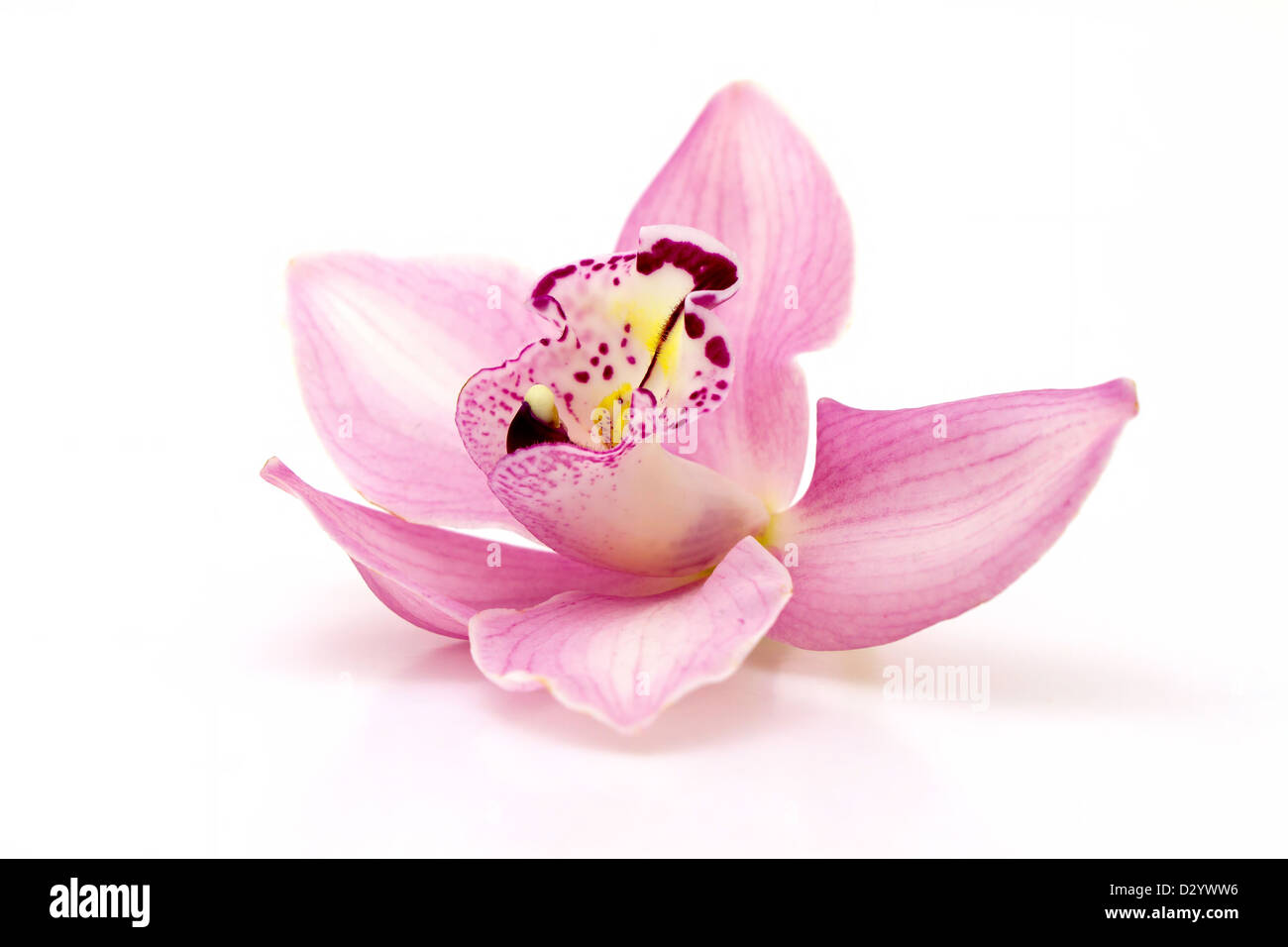 Schöne rosa Orchidee auf weißem Hintergrund Stockfoto