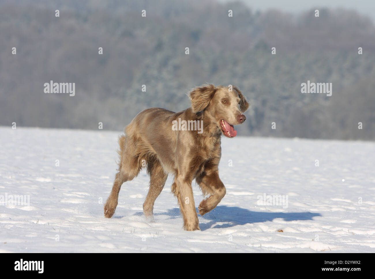 Hund Weimaraner Langhaar / Erwachsene laufen im Schnee Stockfoto