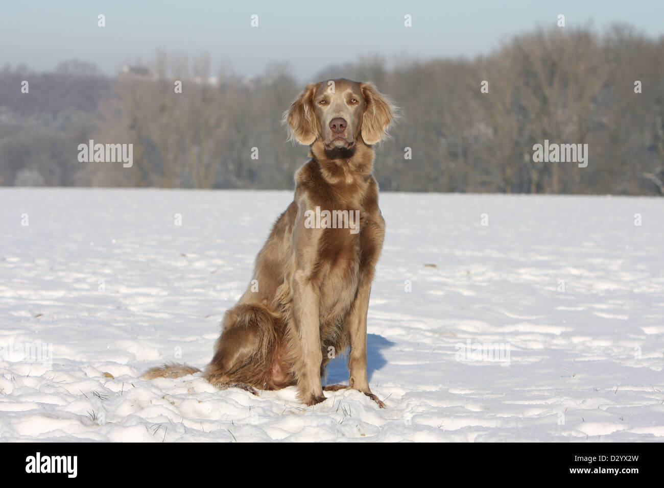Hund Weimaraner Langhaar / Erwachsene sitzen im Schnee Stockfoto