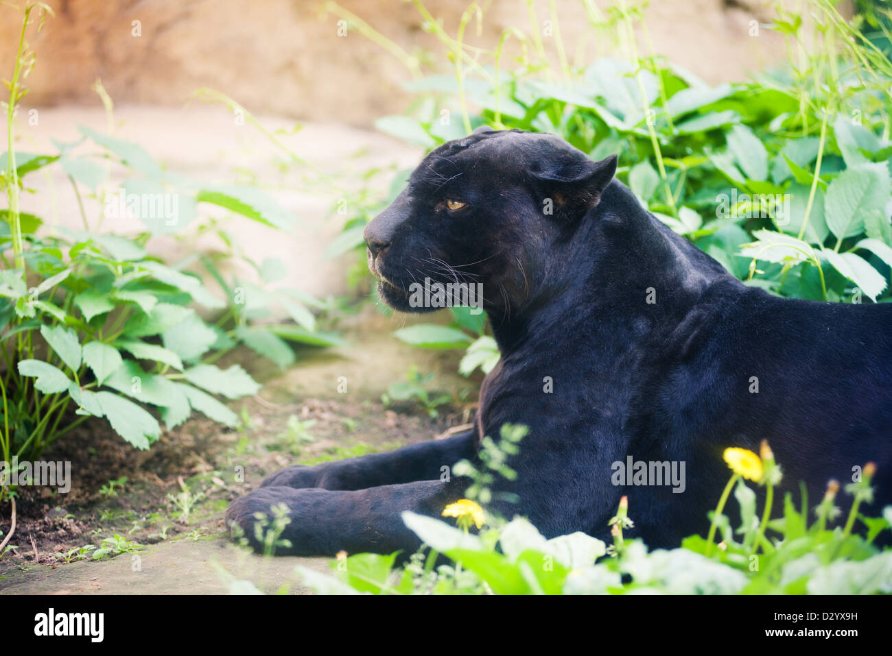 Black panther Stockfoto