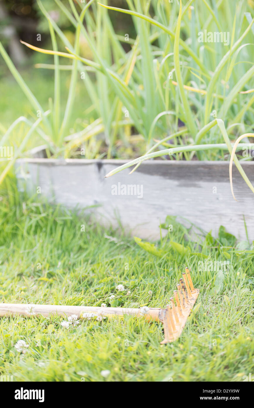 Gartenbau Werkzeug und Rasen im Sommer Stockfoto